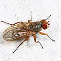 Eutrichota finitima - Eutrichota finitima