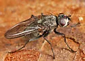 Eutrichota fuscipes