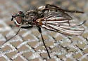 Eutrichota fuscipes - photo 3