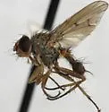 Eutrichota geomyis