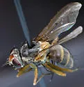 Eutrichota gopheri - photo 2