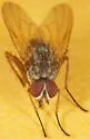 Eutrichota lipsia - photo 2