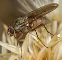 Eutrichota lividiventris