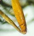 Eutrichota nigrifemur - photo 2