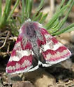White-spotted Midget Moth - Hodges#11062