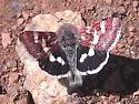 White-spotted Midget Moth - Hodges#11062 - photo 2