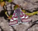 White-spotted Midget Moth - Hodges#11062 - photo 3