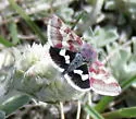 White-spotted Midget Moth - Hodges#11062 - photo 4