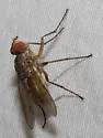 Eutrixa exilis - Eutrixa exilis