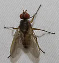 Eutrixa exilis - photo 2