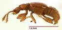 Eutyphlus dybasi - Eutyphlus dybasi