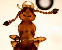 Eutyphlus schmitti - photo 2