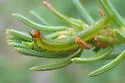 Yellow-headed Spruce Sawfly
