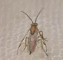 Yellow-headed Spruce Sawfly - photo 2