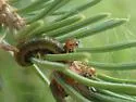 Yellow-headed Spruce Sawfly - photo 3