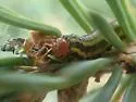 Yellow-headed Spruce Sawfly - photo 4