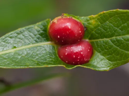 Willow Apple Gall Sawfly - photo 2