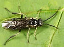 Euura corniger - photo 2