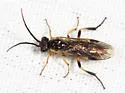 Euura corniger - photo 4