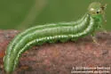 Euura dimmockii