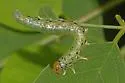 Euura hispidae 0 - photo 2