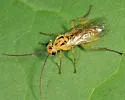 Euura oligospila - Euura oligospila