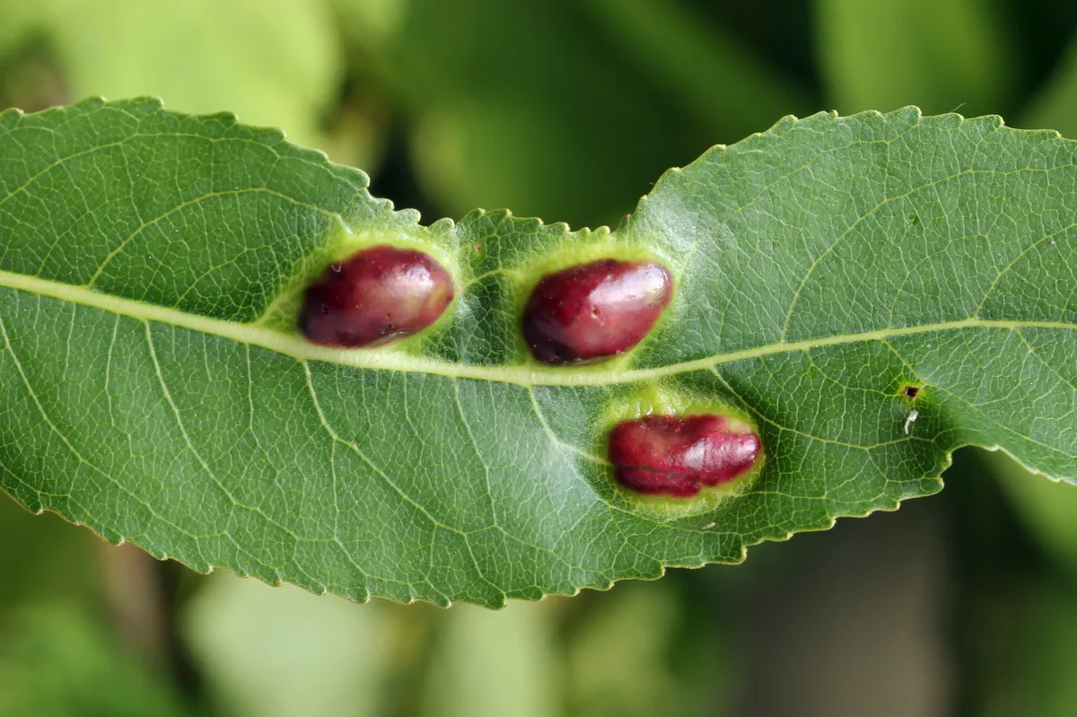 Willow Redgall Sawfly - photo 3