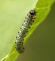 Imported Currantworm - Euura ribesii