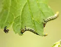 Imported Currantworm - photo 2