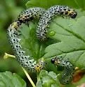 Imported Currantworm - photo 3