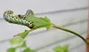 Imported Currantworm - photo 4