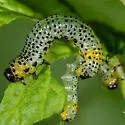 Imported Currantworm - photo 5