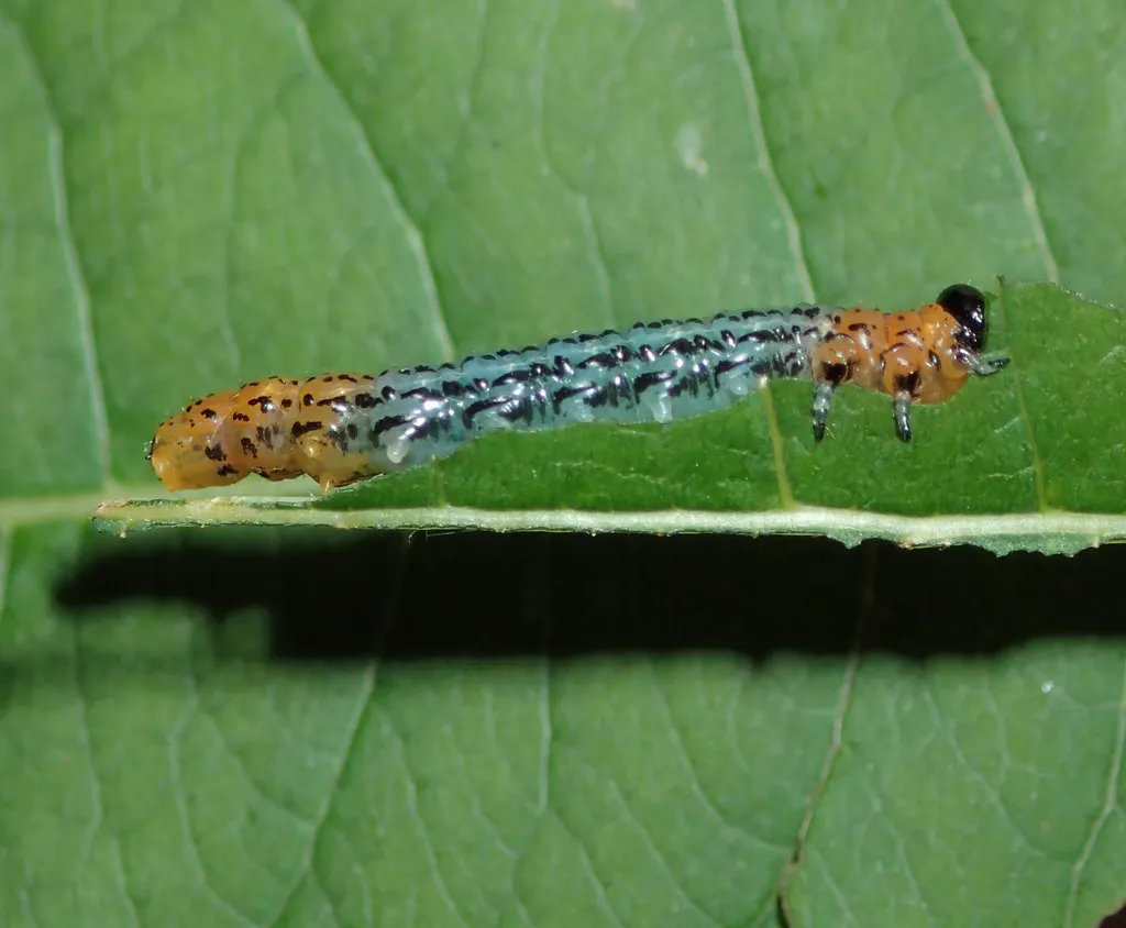 Euura salicisodoratus - photo 2