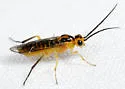 Locust Sawfly