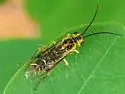 Locust Sawfly - photo 2