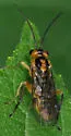 Locust Sawfly - photo 3