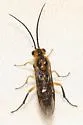 Locust Sawfly - photo 4