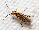 Locust Sawfly - photo 5