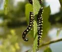 Euura ventralis