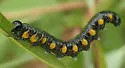 Euura ventralis - photo 4