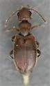 Euvacusus coloradanus - photo 2