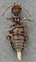 Euvacusus coloradanus - photo 3