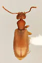 Euvacusus coloradanus - photo 4
