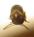 Euvrilletta harrisii