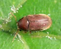 Euvrilletta harrisii - photo 3
