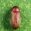 Euvrilletta harrisii - photo 4