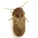 Euvrilletta mucorea