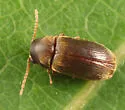 Anobiid Powderpost Beetle
