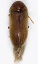 Anobiid Powderpost Beetle - photo 2