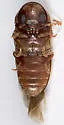 Anobiid Powderpost Beetle - photo 3